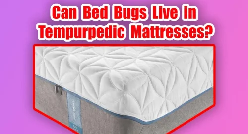 Can Bed Bugs Live in Tempurpedic Mattresses