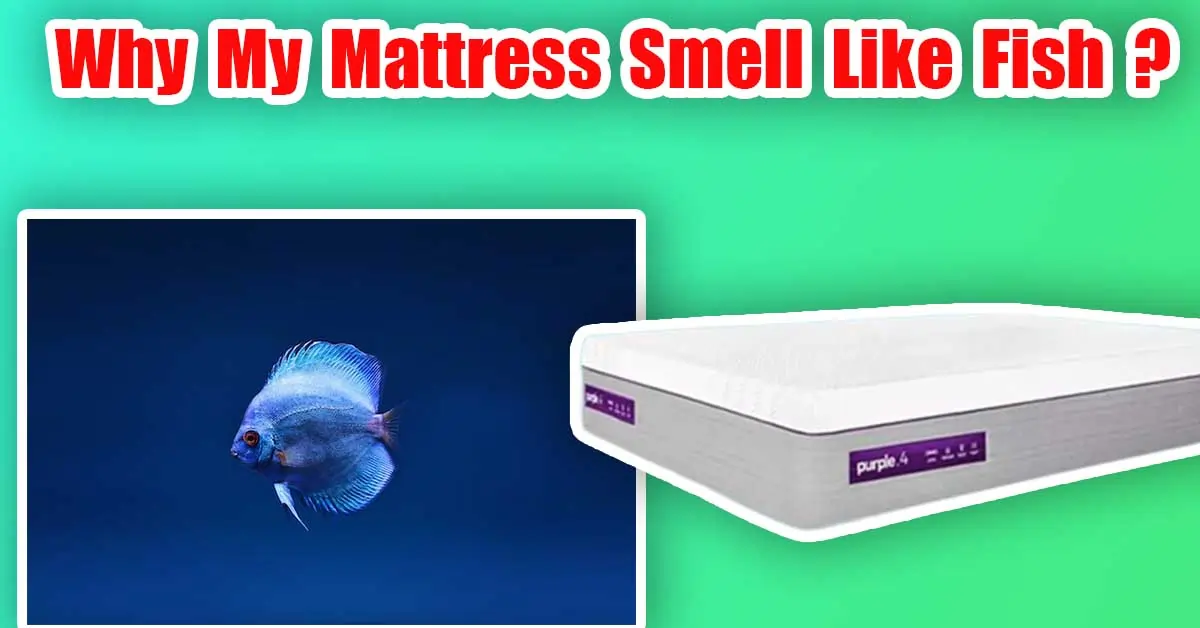 Mattress Smell Like Fish